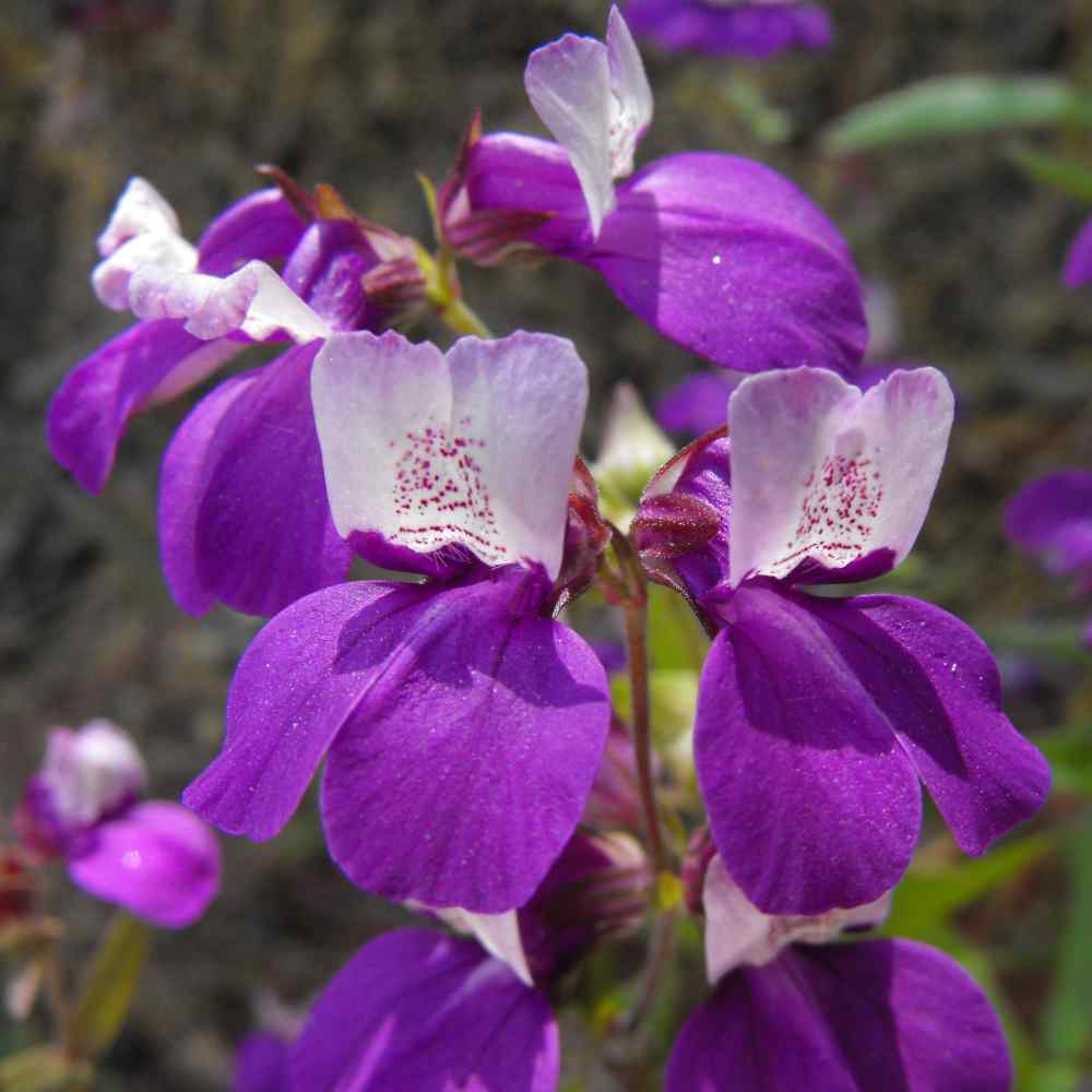  Chinese Houses Flowers