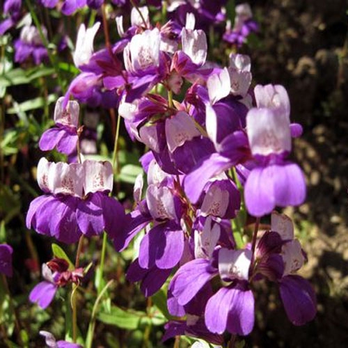 中国の家の庭の花