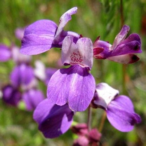 Annual Chinese Houses Flowers