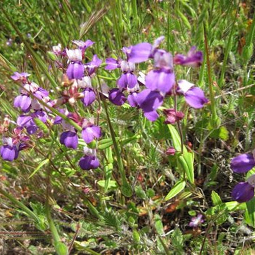 Collinsia Heterophylla Virágok