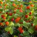 Chinese Lantern Flower Seed