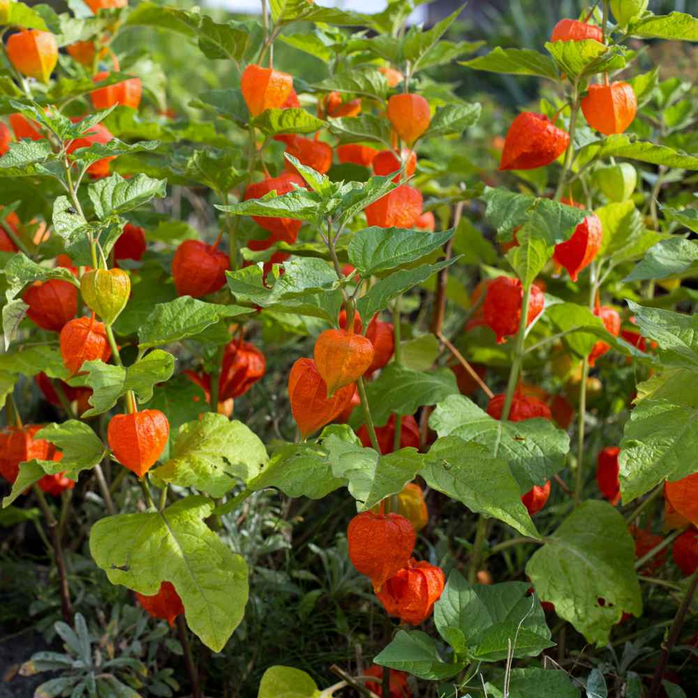 Chinese Lantern Seeds Physalis Alkekengi Flower Seeds
