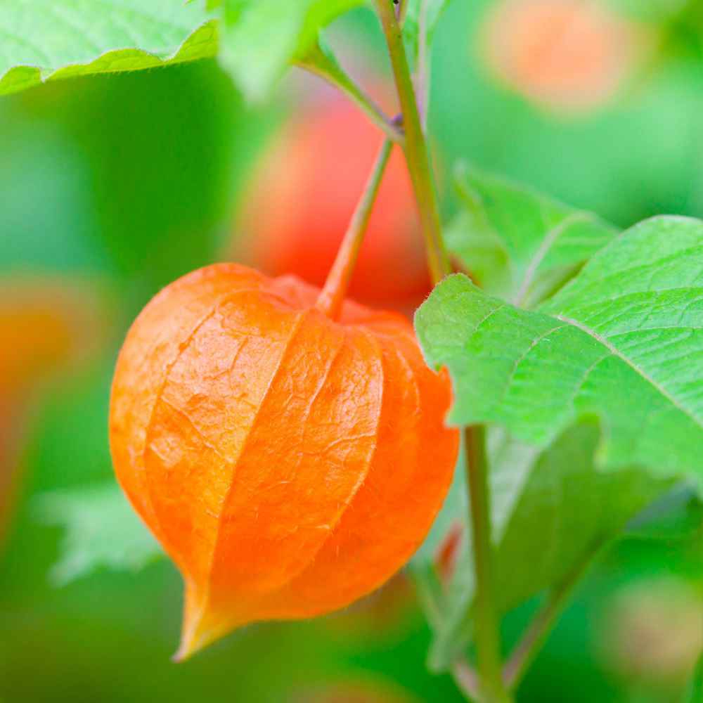 20 graines AMOUR EN CAGE Physalis Franchetii G269 CHINESE LANTERN PLANT SEEDS 