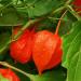 Chinese Lantern Plant