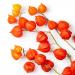 Chinese Lantern Flower Pods