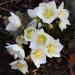 christmas rose flowers