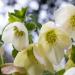 White Christmas Rose