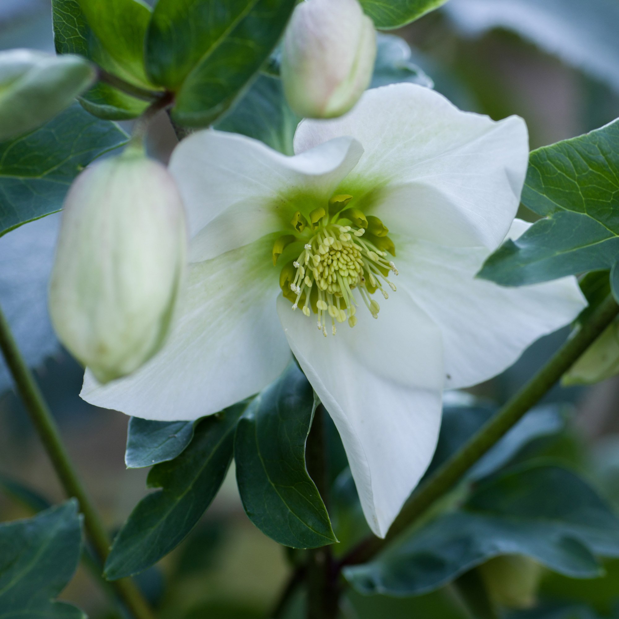Christmas Rose Seeds Helleborus Niger Flower Seeds Christmas Rose