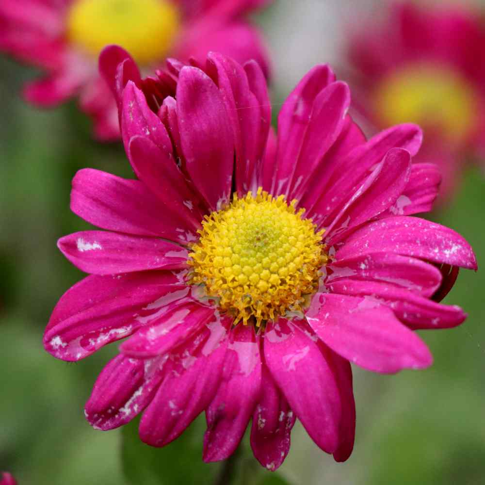 chrysanthemum flower