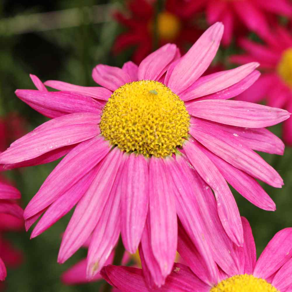 Painted Daisy Seeds Chrysanthemum Coccineum Robinson's Red Flower Seed