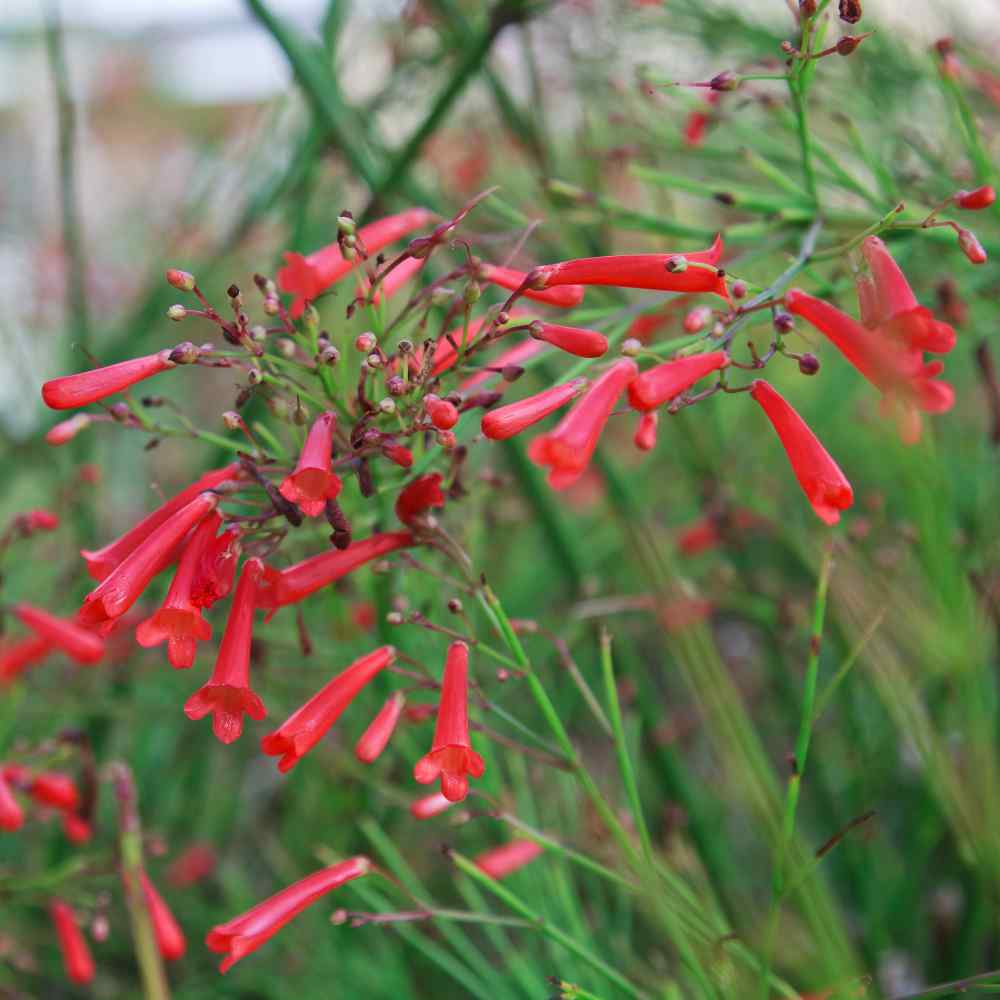 Cigar Plant Seeds Cuphea Ignea Scarlet Flower Seed