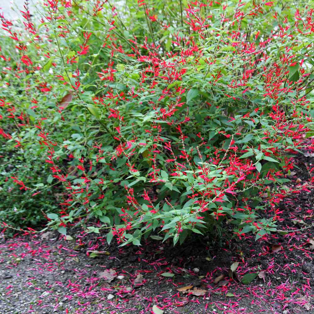 Cuphea lanceolataPURPLE PASSION Cigar Plant10 seeds Cuphea lanceolataPURPLE PASSION Cigar Plant10 seeds