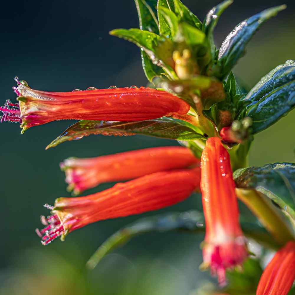 Unique Shrub Flower