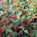 Cigar Plant Red