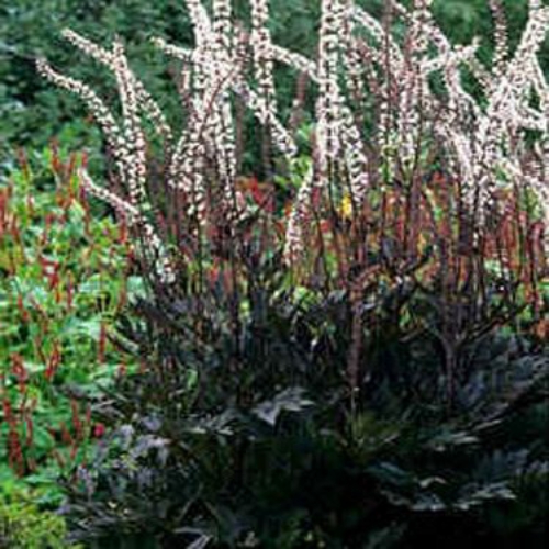 Cimicifuga Seeds