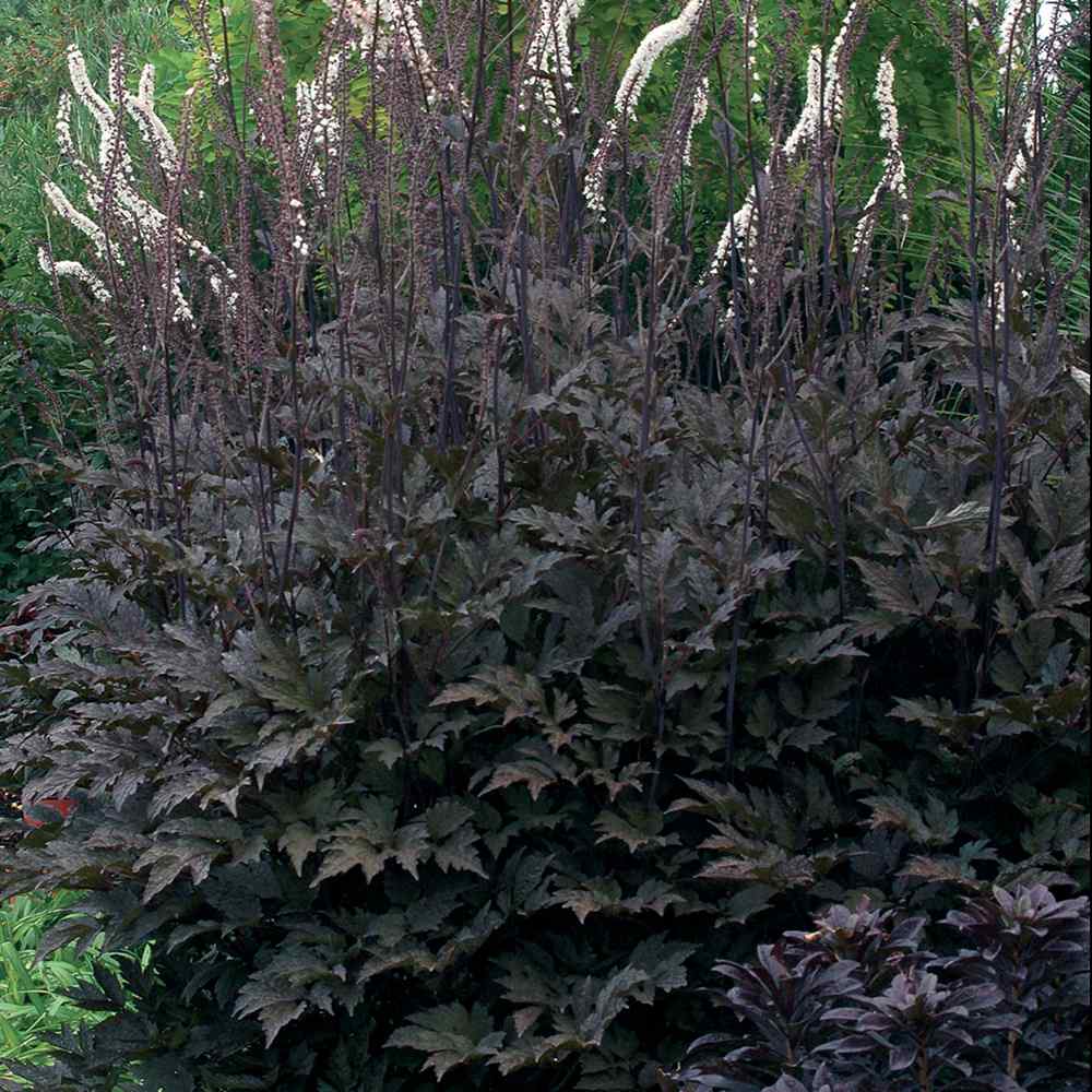 Cimicifuga Purple Foliage