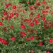 cinquefoil flowers