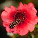 Potentilla nepalensis seeds