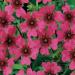 Potentilla Nepalensis Flowers