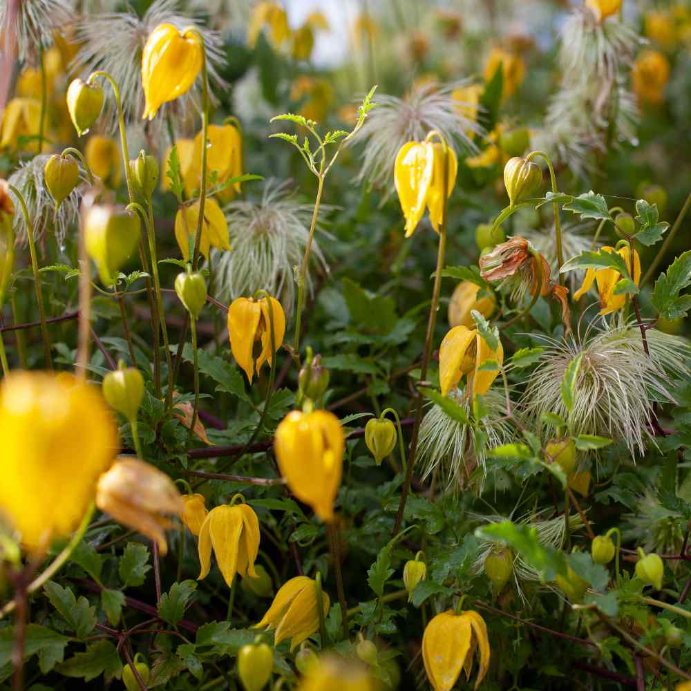Clematis tangutica Flower Seeds Yellow Clematis 