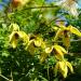 Clematis Climbing Vine