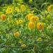 Clematis Flowering Vines