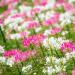 Cleome Flower Mix