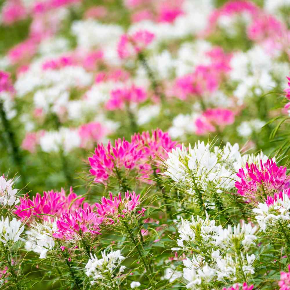 Cleome Spider Flower Flower Seed MIx