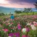 Cleome Flower Seed Mix