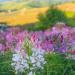 Cleome Flowering Plant Mix