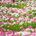 Cleome Mix In Field