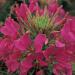 Cleome Rose