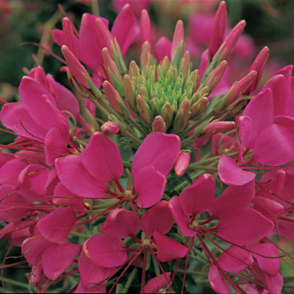 Cleome Seeds Spider Flower Rose Queen Flower Seed