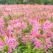 Rocky Mountain Beeplant Flowers