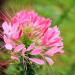 Cleome Serrulata Flowers