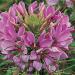 Cleome Violet