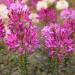 Cleome Violet Queen