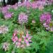 violet cleome flowers