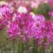 Violet Cleome Plants