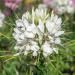 white cleome flowers