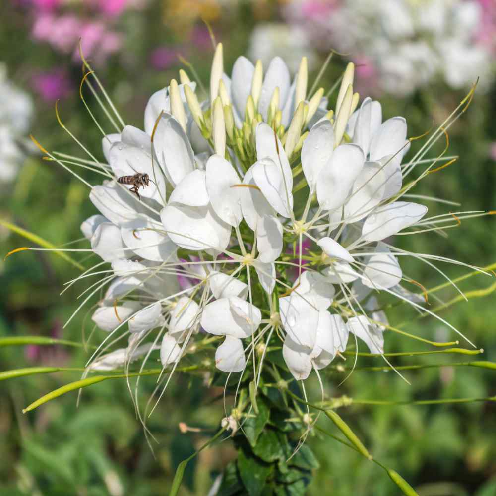 Cleome Hassleriana