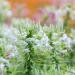 Cleome White Queen