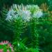 cleome seeds white