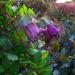 Cobaea Scandens Vine Seed Violet