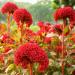 Celosia Cristata Carmine