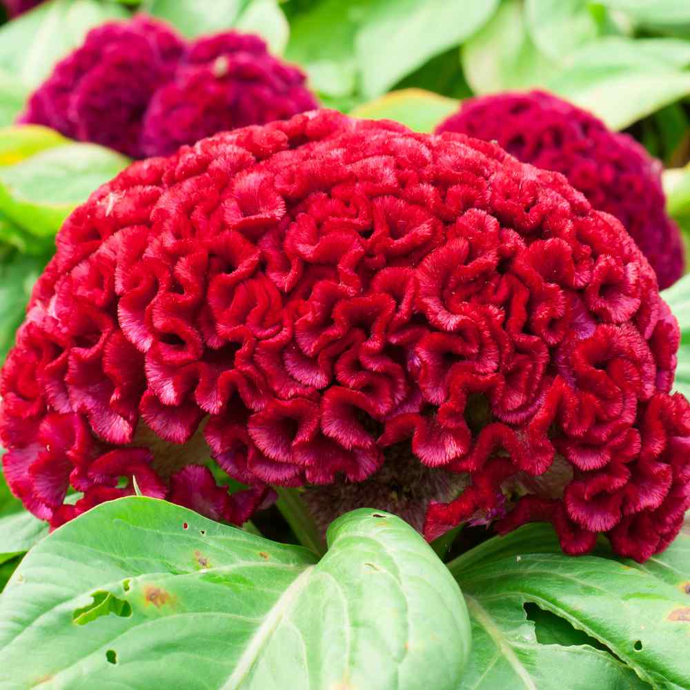 Cockscomb Seeds Celosia Flower Seeds Cockscomb Seeds Celosia Flower Seeds