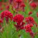 Cockscomb Carmine Flowers