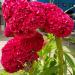 carmine cockscomb flowers