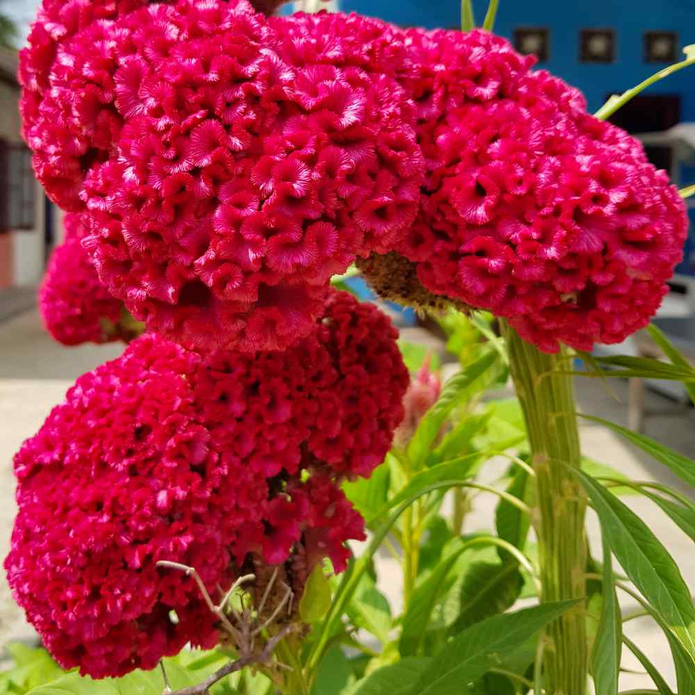 Cockscomb Seeds - Celosia Flower Seeds