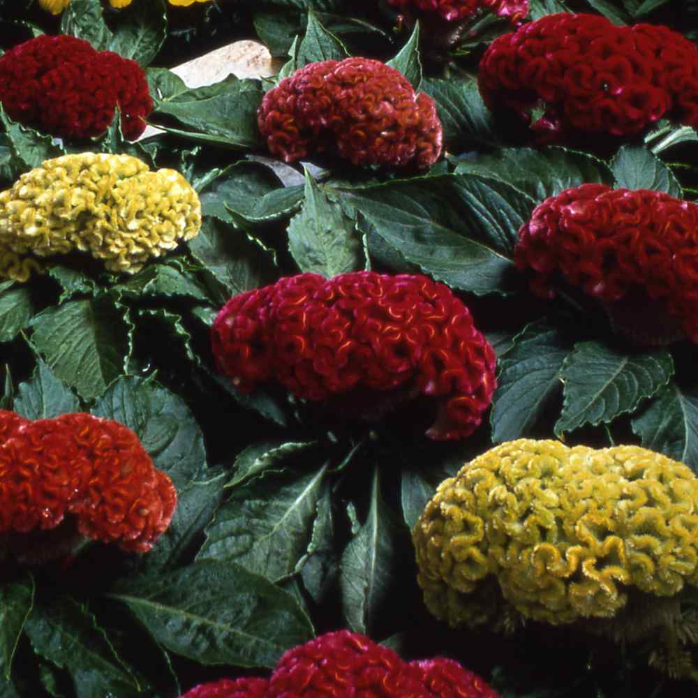 100pcs Cockscomb Celosia Crested Seeds Mix Color Flower Easy Growing Large Bloom